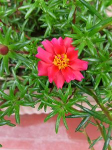 Four Colours Portulaca 12 Sticks