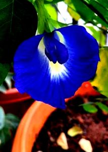 Neelkanth, Aprajita ,Plant Seeds , Pack Of 10 Seed