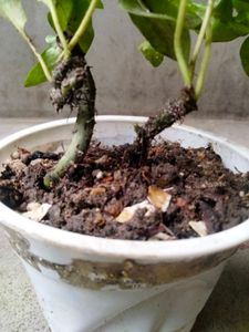 Varieties Of Air Purifying Plants.