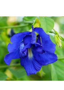 Multipeta lButterfly Pea Flower Seed