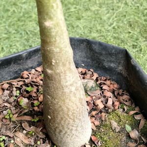 2 Rare Sansevierias N Two Adenuim