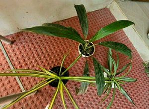 3 Set Beautiful Plants