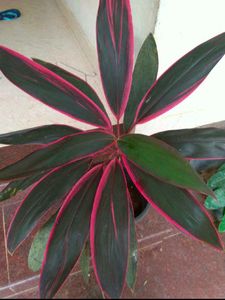 Mix Air Purifying Plants Combo