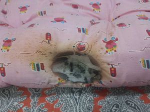 Free Cradle For Baby (Damaged Accidentally)