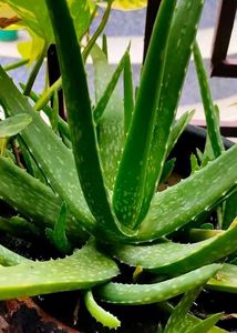 Aloe Vera (Aloe Barbadensis Miller)