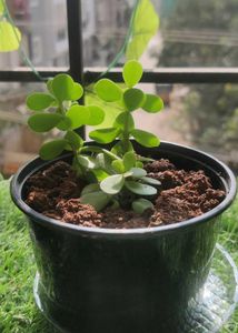 Portulacaria Afra
