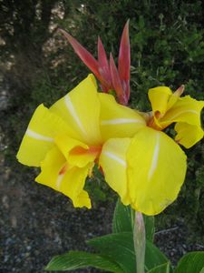 Variegated Canna Id-striped Beauty