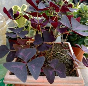 Oxalis Bulbs and Coleus