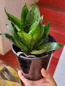 🪴 Snake Plant &amp; pot 🌴