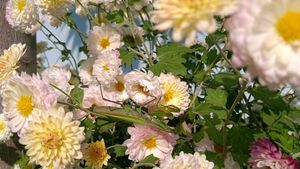 Chrysanthemum Plants 3