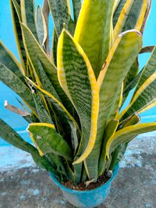 Snake Plant