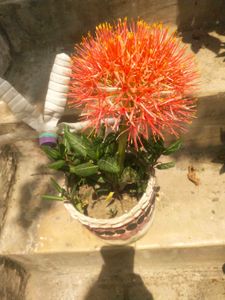 Foot Ball Lilly Flower Plant With Root
