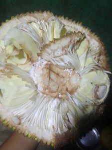 Jackfruit Seed