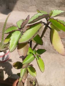 Combo Of Medicinal Plant