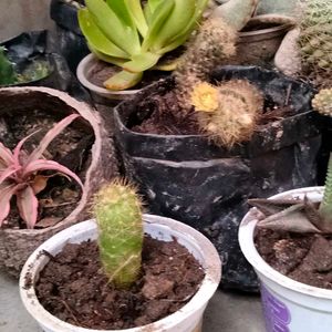 Assorted Combo Offer (15 Varieties)