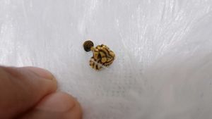 Pure Gold-toned Stud Nose pin ( 22 Crt)
