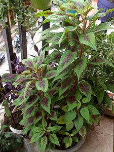 Two Shanil Plant With Root