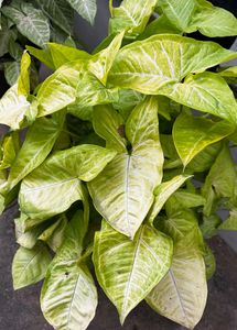 live plants for sale syngonium