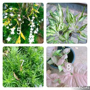 You Can Select 10 Live Root Plants
