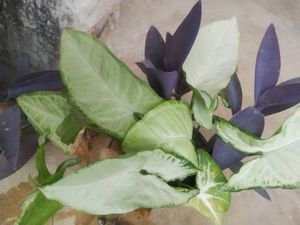 Combo Of 2 Beautiful Plant With Root