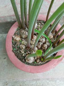 Three Lily Bulbs