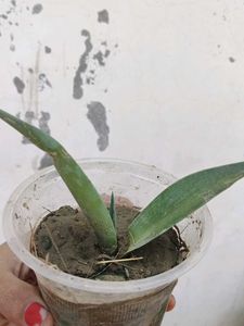 Small Agave Attenuata Plant