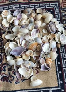 Sea Shells For Decor