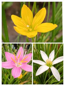 Combo Rain Lily plant bulbs !!