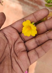 Portulaca 8 Colour