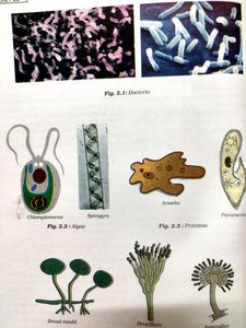 NCERT Science: Class 8