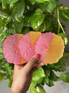 Resin Coasters ( Pack Of Three)