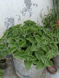 Mexican Mint Plant Branch