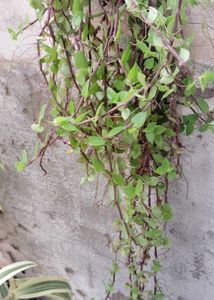 Hanging Grass