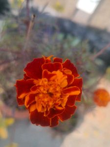 1 PIC Vibrant Orange Marigold