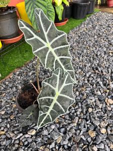 Alocasia amazonica Plant