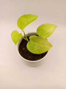 Branded Multipurpose pot