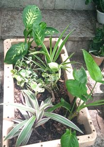 It's Just A Great Sets Of Classy Plants( Same Plan
