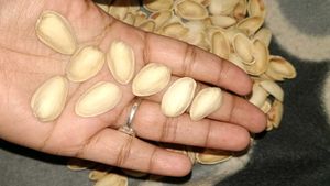 Empty Pistachio Shells