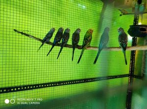 Bird Aviary Cage