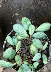 Derimiopsis Maculata, Snake , Never -never Plant