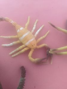 Plastic Insects