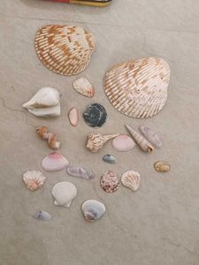 Exotic Shell Collections