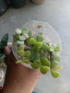 Combo Of Succulent