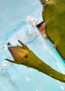 Fairy Castle Cactus