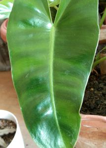 Combo Philodendrons (Lemon Lime &amp; Burle Marx)