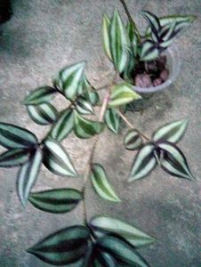 Assorted Live Plants