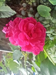 Beautiful Rose🌹stem