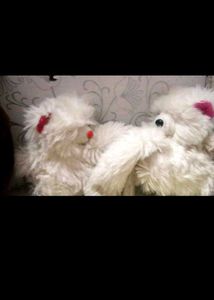 Cute Stuffed Animals