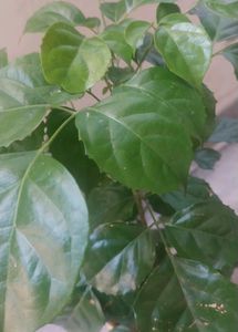 China Doll / Redermachera Plant