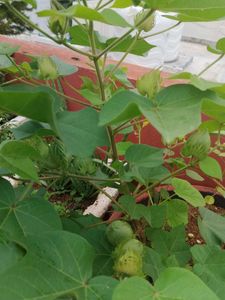 Cottonseeds With Container